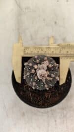 ASTROPHYTUM ASTERIAS “Purple” Nº 1006 – vaso 09 - Imagem 5