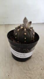 ASTROPHYTUM ASTERIAS “Purple” Nº 1007 – vaso 09 - Imagem 2