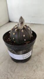 ASTROPHYTUM ASTERIAS “Purple” Nº 1007 – vaso 09 - Imagem 8