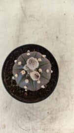 ASTROPHYTUM ASTERIAS “Purple” Nº 1007 – vaso 09 - Imagem 3