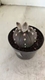 ASTROPHYTUM ASTERIAS “Purple” Nº 1007 – vaso 09 - Imagem 7