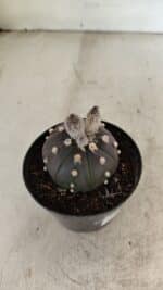 ASTROPHYTUM ASTERIAS “Purple” Nº 1007 – vaso 09 - Imagem 6