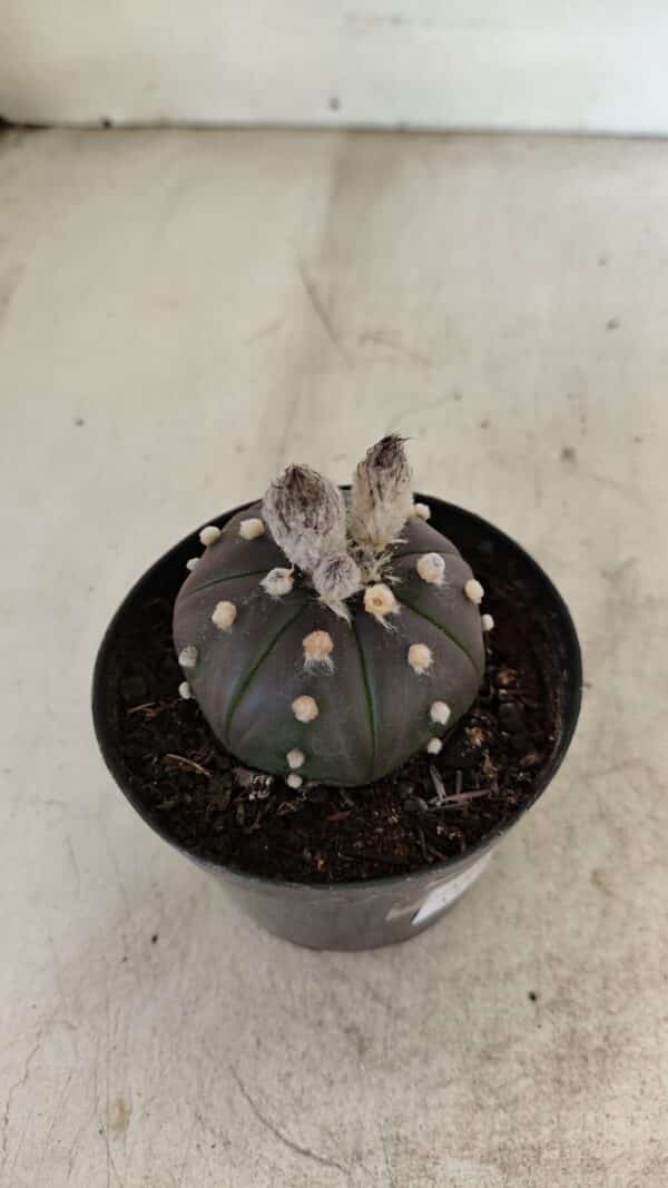 ASTROPHYTUM ASTERIAS “Purple”  Nº 1007 – vaso 09 - Imagem 6