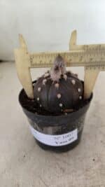 ASTROPHYTUM ASTERIAS “Purple” Nº 1007 – vaso 09 - Imagem 4