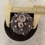 ASTROPHYTUM ASTERIAS “Purple”  Nº 1007 – vaso 09