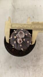 ASTROPHYTUM ASTERIAS “Purple” Nº 1007 – vaso 09