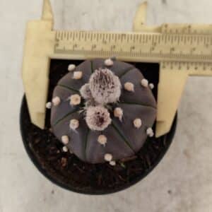 ASTROPHYTUM ASTERIAS “Purple” Nº 1007 – vaso 09