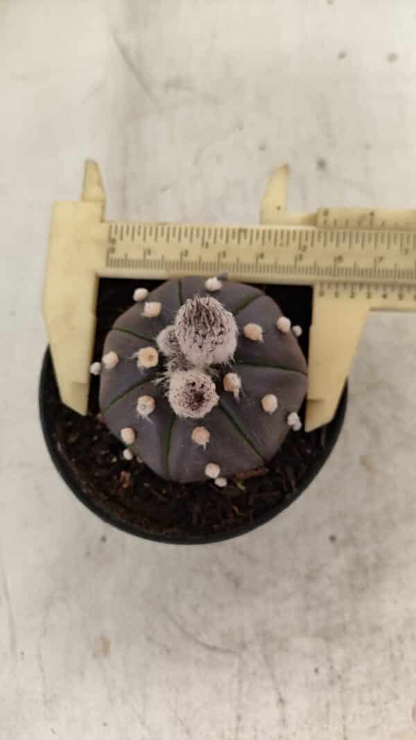 ASTROPHYTUM ASTERIAS “Purple”  Nº 1007 – vaso 09 - Imagem 1