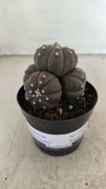 ASTROPHYTUM ASTERIAS “Purple” Colonia Nº 1008 – vaso 09 - Imagem 2