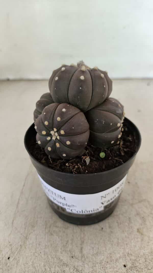ASTROPHYTUM ASTERIAS “Purple” Colonia  Nº 1008 – vaso 09 - Imagem 2
