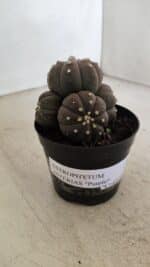 ASTROPHYTUM ASTERIAS “Purple” Colonia Nº 1008 – vaso 09 - Imagem 9