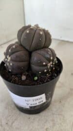 ASTROPHYTUM ASTERIAS “Purple” Colonia Nº 1008 – vaso 09 - Imagem 8