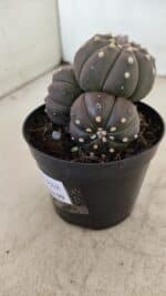 ASTROPHYTUM ASTERIAS “Purple” Colonia Nº 1008 – vaso 09 - Imagem 7