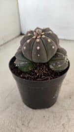 ASTROPHYTUM ASTERIAS “Purple” Colonia Nº 1008 – vaso 09 - Imagem 6