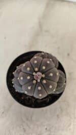 ASTROPHYTUM ASTERIAS “Purple” Colonia Nº 1008 – vaso 09 - Imagem 5