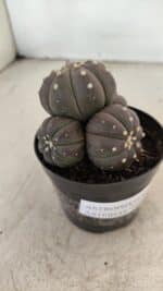 ASTROPHYTUM ASTERIAS “Purple” Colonia Nº 1008 – vaso 09 - Imagem 3