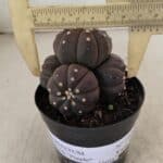 ASTROPHYTUM ASTERIAS “Purple” Colonia  Nº 1008 – vaso 09