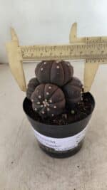 ASTROPHYTUM ASTERIAS “Purple” Colonia Nº 1008 – vaso 09