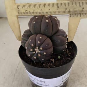 ASTROPHYTUM ASTERIAS “Purple” Colonia  Nº 1008 – vaso 09