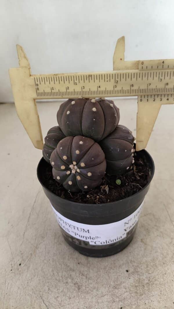 ASTROPHYTUM ASTERIAS “Purple” Colonia  Nº 1008 – vaso 09 - Imagem 1