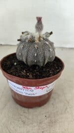 ASTROPHYTUM ASTERIAS “Purple” STAR SHAPE  Nº 1009 – vaso 11 - Imagem 2