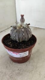 ASTROPHYTUM ASTERIAS “Purple” STAR SHAPE  Nº 1009 – vaso 11 - Imagem 10