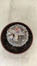 ASTROPHYTUM ASTERIAS “Purple” STAR SHAPE  Nº 1009 – vaso 11 - Imagem 3