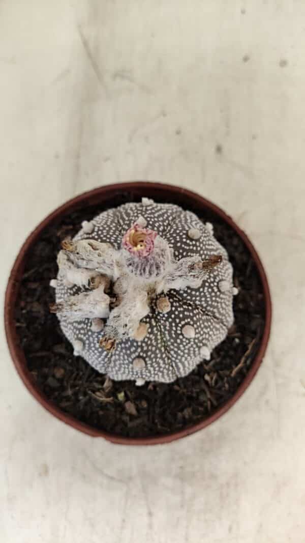 ASTROPHYTUM ASTERIAS “Purple” STAR SHAPE  Nº 1009 – vaso 11 - Imagem 3