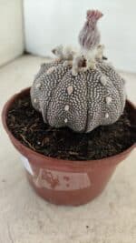ASTROPHYTUM ASTERIAS “Purple” STAR SHAPE  Nº 1009 – vaso 11 - Imagem 9
