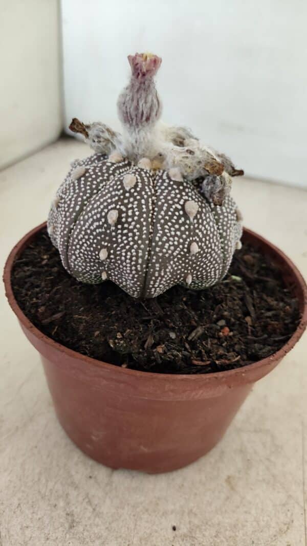 ASTROPHYTUM ASTERIAS “Purple” STAR SHAPE  Nº 1009 – vaso 11 - Imagem 8