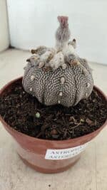 ASTROPHYTUM ASTERIAS “Purple” STAR SHAPE  Nº 1009 – vaso 11 - Imagem 7