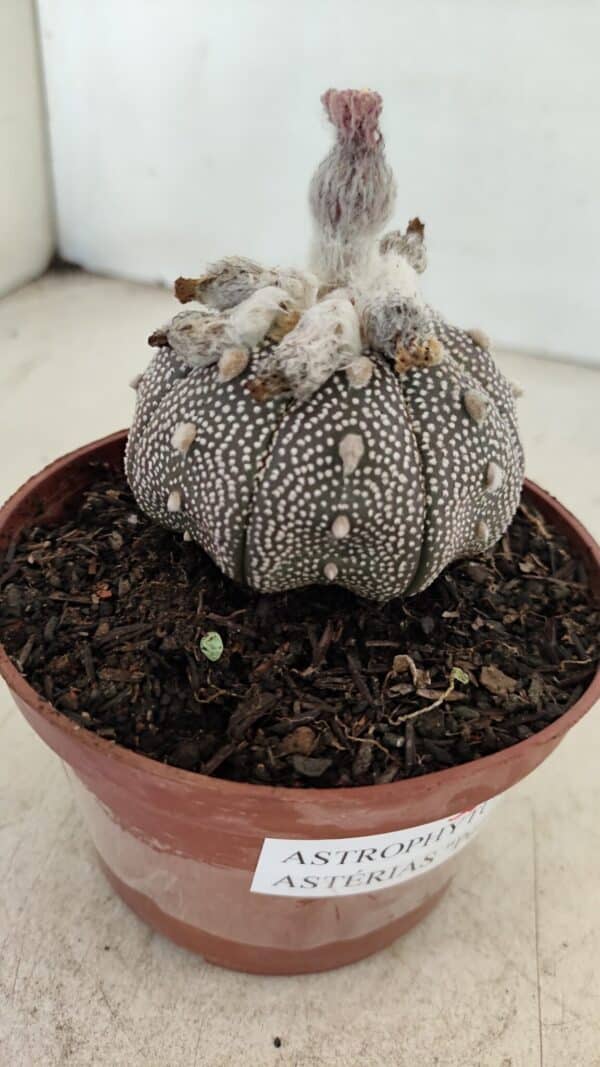 ASTROPHYTUM ASTERIAS “Purple” STAR SHAPE  Nº 1009 – vaso 11 - Imagem 7