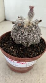 ASTROPHYTUM ASTERIAS “Purple” STAR SHAPE  Nº 1009 – vaso 11 - Imagem 6