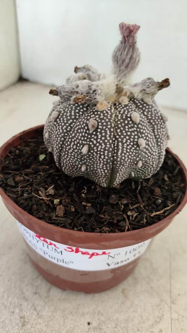 ASTROPHYTUM ASTERIAS “Purple” STAR SHAPE  Nº 1009 – vaso 11 - Imagem 6