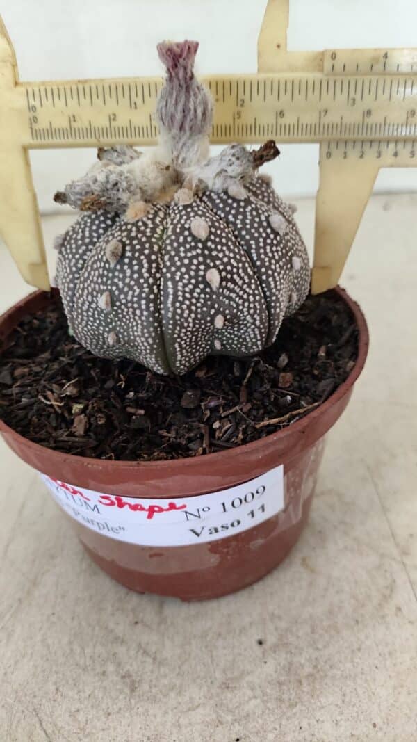 ASTROPHYTUM ASTERIAS “Purple” STAR SHAPE  Nº 1009 – vaso 11 - Imagem 1