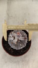 ASTROPHYTUM ASTERIAS “Purple” STAR SHAPE  Nº 1009 – vaso 11 - Imagem 5