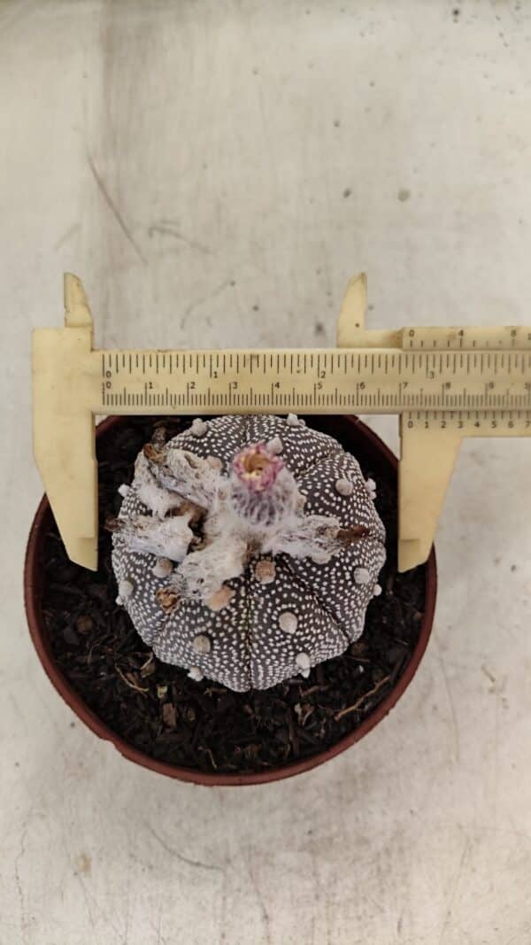 ASTROPHYTUM ASTERIAS “Purple” STAR SHAPE  Nº 1009 – vaso 11 - Imagem 5