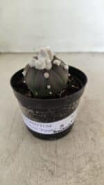 ASTROPHYTUM ASTERIAS “Purple” 5 Quinas Nº 1002 – vaso 09 - Imagem 2