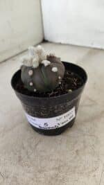 ASTROPHYTUM ASTERIAS “Purple” 5 Quinas Nº 1002 – vaso 09 - Imagem 8