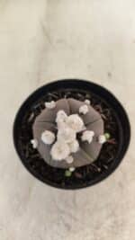 ASTROPHYTUM ASTERIAS “Purple” 5 Quinas Nº 1002 – vaso 09 - Imagem 3