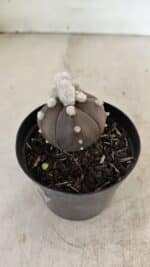 ASTROPHYTUM ASTERIAS “Purple” 5 Quinas Nº 1002 – vaso 09 - Imagem 7