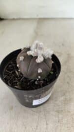 ASTROPHYTUM ASTERIAS “Purple” 5 Quinas Nº 1002 – vaso 09 - Imagem 6