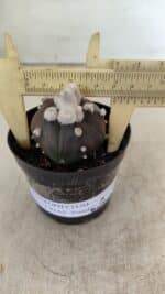 ASTROPHYTUM ASTERIAS “Purple” 5 Quinas Nº 1002 – vaso 09 - Imagem 4