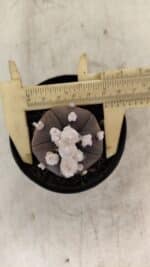 ASTROPHYTUM ASTERIAS “Purple” 5 Quinas Nº 1002 – vaso 09