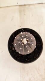 ASTROPHYTUM ASTERIAS “Purple”  Nº 987 – vaso 09 - Imagem 3