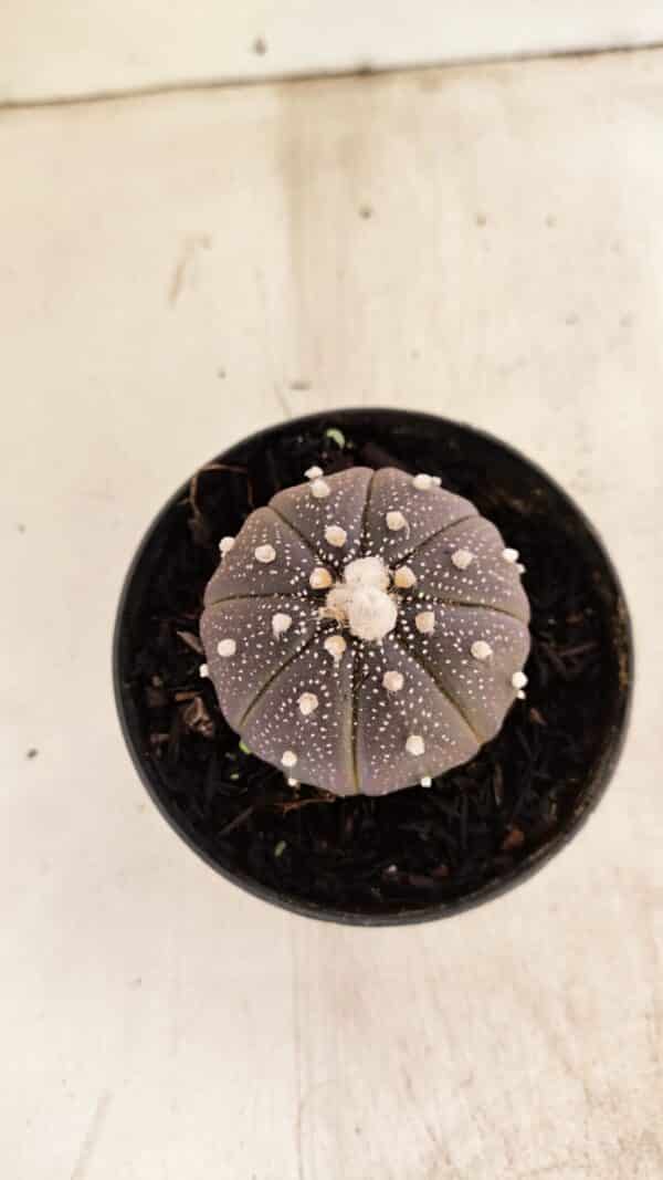 ASTROPHYTUM ASTERIAS “Purple”  Nº 987 – vaso 09 - Imagem 3