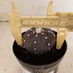 ASTROPHYTUM ASTERIAS “Purple”  Nº 987 – vaso 09