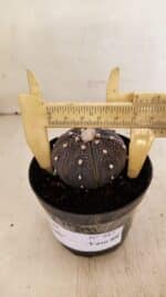 ASTROPHYTUM ASTERIAS “Purple”  Nº 987 – vaso 09