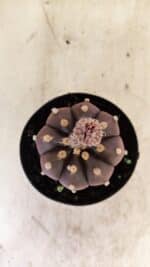 ASTROPHYTUM ASTERIAS “Purple”  Nº 989 – vaso 09