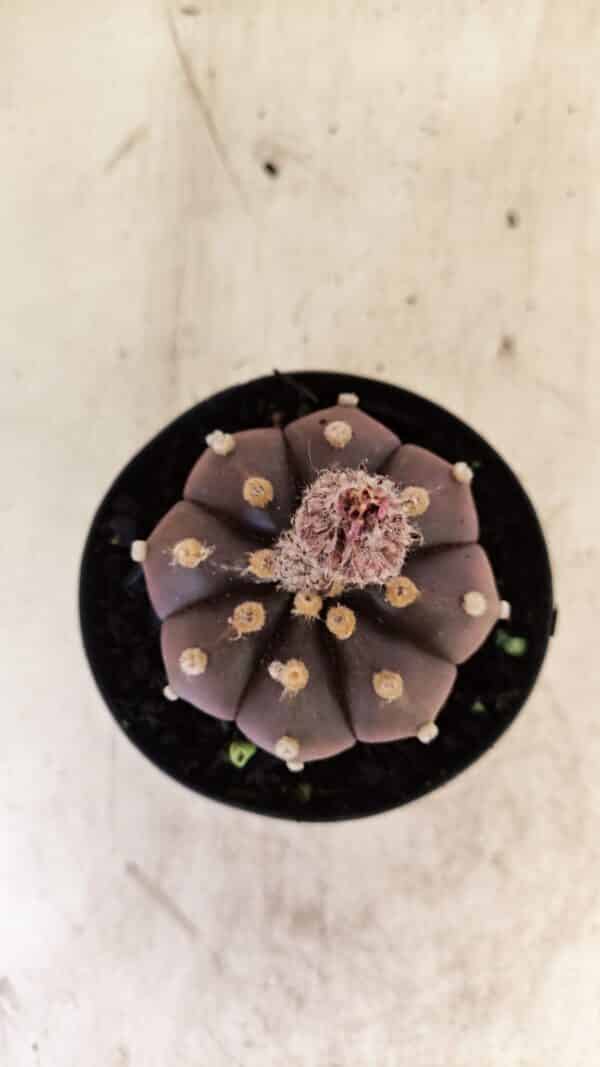 ASTROPHYTUM ASTERIAS “Purple”  Nº 989 – vaso 09 - Imagem 1